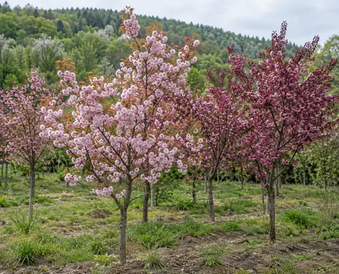 Mlada ukrasna stabla sa ružičastim cvetovima u proleće