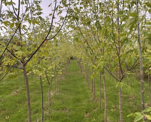 sadnice-javor-pajavac-495x400 Sadnice javora pajavca u rasadniku