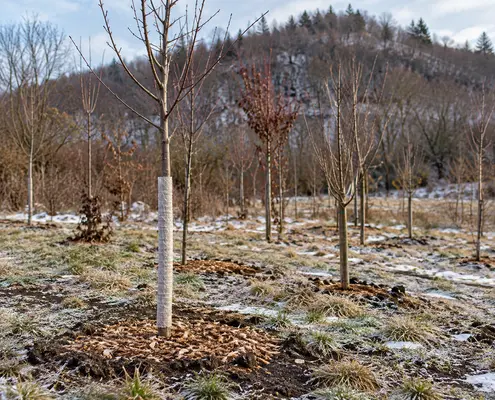 Mlade sadnice ukrasnog drveća tokom zime u rasadniku, sa malčom i zaštitom stabla